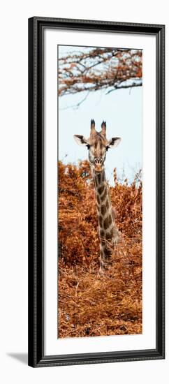 Awesome South Africa Collection Panoramic - Curious Giraffe with Red Savanna II-Philippe Hugonnard-Framed Photographic Print