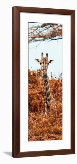 Awesome South Africa Collection Panoramic - Curious Giraffe with Red Savanna II-Philippe Hugonnard-Framed Photographic Print