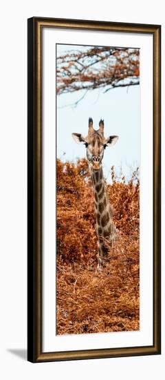 Awesome South Africa Collection Panoramic - Curious Giraffe with Red Savanna II-Philippe Hugonnard-Framed Photographic Print