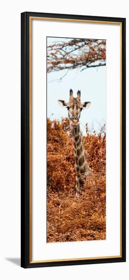 Awesome South Africa Collection Panoramic - Curious Giraffe with Red Savanna II-Philippe Hugonnard-Framed Photographic Print