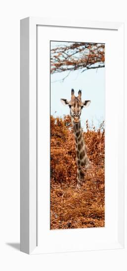 Awesome South Africa Collection Panoramic - Curious Giraffe with Red Savanna II-Philippe Hugonnard-Framed Photographic Print