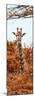 Awesome South Africa Collection Panoramic - Curious Giraffe with Red Savanna II-Philippe Hugonnard-Mounted Photographic Print