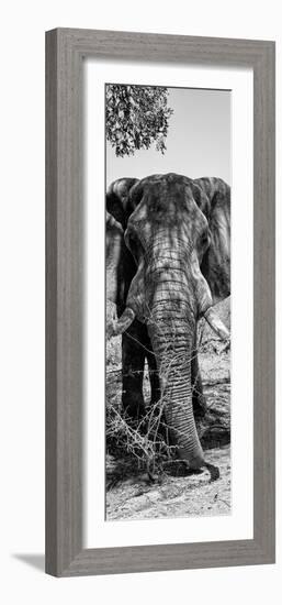 Awesome South Africa Collection Panoramic - Elephant Portrait B&W-Philippe Hugonnard-Framed Photographic Print