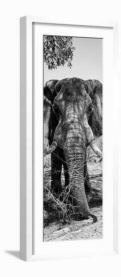 Awesome South Africa Collection Panoramic - Elephant Portrait B&W-Philippe Hugonnard-Framed Photographic Print