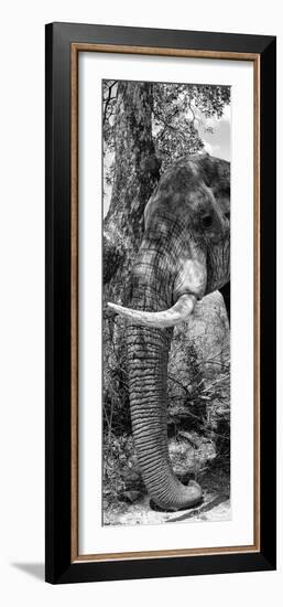 Awesome South Africa Collection Panoramic - Elephant Trunk B&W-Philippe Hugonnard-Framed Photographic Print