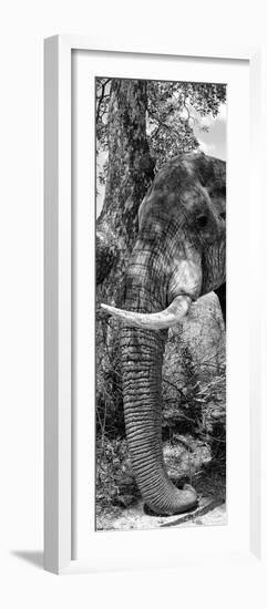 Awesome South Africa Collection Panoramic - Elephant Trunk B&W-Philippe Hugonnard-Framed Photographic Print