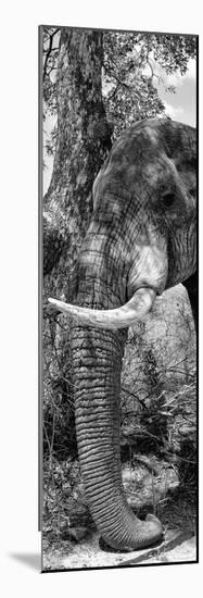 Awesome South Africa Collection Panoramic - Elephant Trunk B&W-Philippe Hugonnard-Mounted Photographic Print
