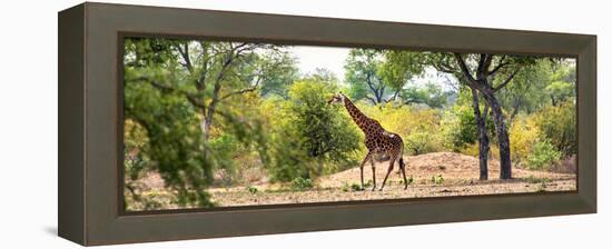 Awesome South Africa Collection Panoramic - Giraffe in the Savanna-Philippe Hugonnard-Framed Premier Image Canvas