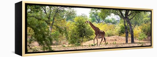 Awesome South Africa Collection Panoramic - Giraffe in the Savanna-Philippe Hugonnard-Framed Premier Image Canvas