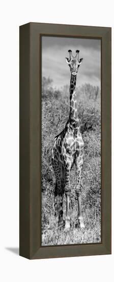 Awesome South Africa Collection Panoramic - Giraffe Portrait B&W-Philippe Hugonnard-Framed Premier Image Canvas