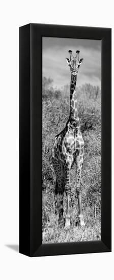 Awesome South Africa Collection Panoramic - Giraffe Portrait B&W-Philippe Hugonnard-Framed Premier Image Canvas