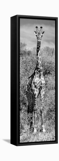 Awesome South Africa Collection Panoramic - Giraffe Portrait B&W-Philippe Hugonnard-Framed Premier Image Canvas