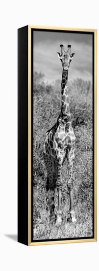 Awesome South Africa Collection Panoramic - Giraffe Portrait B&W-Philippe Hugonnard-Framed Premier Image Canvas