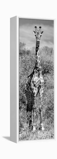 Awesome South Africa Collection Panoramic - Giraffe Portrait B&W-Philippe Hugonnard-Framed Premier Image Canvas