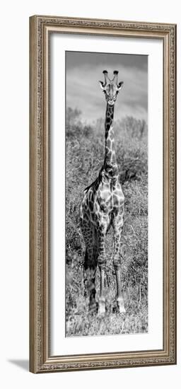 Awesome South Africa Collection Panoramic - Giraffe Portrait B&W-Philippe Hugonnard-Framed Photographic Print