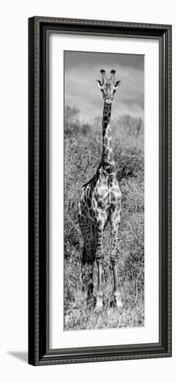 Awesome South Africa Collection Panoramic - Giraffe Portrait B&W-Philippe Hugonnard-Framed Photographic Print