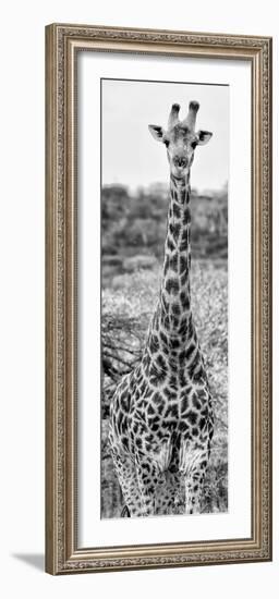 Awesome South Africa Collection Panoramic - Giraffe Portrait III B&W-Philippe Hugonnard-Framed Photographic Print