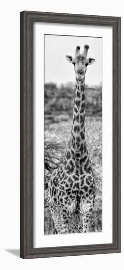 Awesome South Africa Collection Panoramic - Giraffe Portrait III B&W-Philippe Hugonnard-Framed Photographic Print