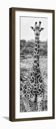 Awesome South Africa Collection Panoramic - Giraffe Portrait III B&W-Philippe Hugonnard-Framed Photographic Print