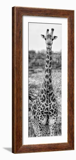 Awesome South Africa Collection Panoramic - Giraffe Portrait III B&W-Philippe Hugonnard-Framed Photographic Print