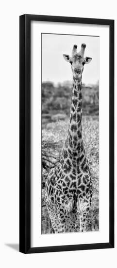 Awesome South Africa Collection Panoramic - Giraffe Portrait III B&W-Philippe Hugonnard-Framed Photographic Print