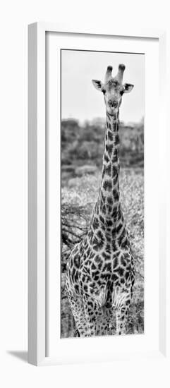 Awesome South Africa Collection Panoramic - Giraffe Portrait III B&W-Philippe Hugonnard-Framed Photographic Print