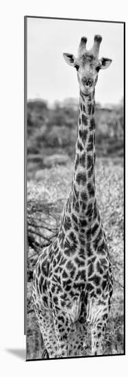 Awesome South Africa Collection Panoramic - Giraffe Portrait III B&W-Philippe Hugonnard-Mounted Photographic Print