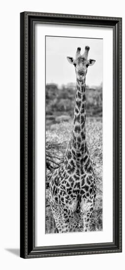 Awesome South Africa Collection Panoramic - Giraffe Portrait III B&W-Philippe Hugonnard-Framed Photographic Print