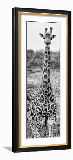 Awesome South Africa Collection Panoramic - Giraffe Portrait III B&W-Philippe Hugonnard-Framed Photographic Print