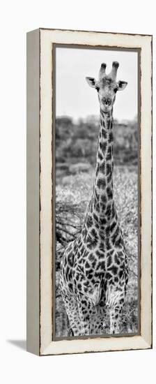 Awesome South Africa Collection Panoramic - Giraffe Portrait III B&W-Philippe Hugonnard-Framed Premier Image Canvas