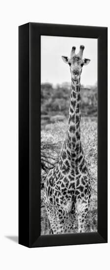 Awesome South Africa Collection Panoramic - Giraffe Portrait III B&W-Philippe Hugonnard-Framed Premier Image Canvas