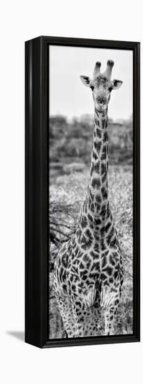 Awesome South Africa Collection Panoramic - Giraffe Portrait III B&W-Philippe Hugonnard-Framed Premier Image Canvas