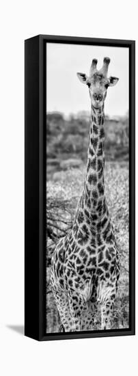 Awesome South Africa Collection Panoramic - Giraffe Portrait III B&W-Philippe Hugonnard-Framed Premier Image Canvas