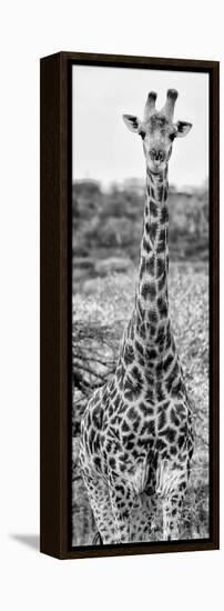 Awesome South Africa Collection Panoramic - Giraffe Portrait III B&W-Philippe Hugonnard-Framed Premier Image Canvas