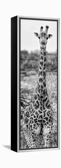 Awesome South Africa Collection Panoramic - Giraffe Portrait III B&W-Philippe Hugonnard-Framed Premier Image Canvas