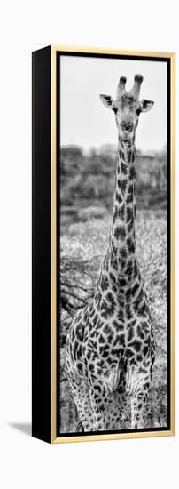 Awesome South Africa Collection Panoramic - Giraffe Portrait III B&W-Philippe Hugonnard-Framed Premier Image Canvas