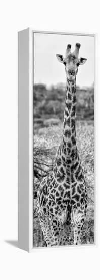 Awesome South Africa Collection Panoramic - Giraffe Portrait III B&W-Philippe Hugonnard-Framed Premier Image Canvas