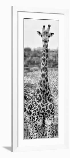 Awesome South Africa Collection Panoramic - Giraffe Portrait III B&W-Philippe Hugonnard-Framed Photographic Print