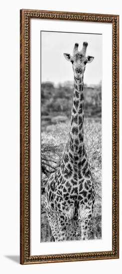 Awesome South Africa Collection Panoramic - Giraffe Portrait III B&W-Philippe Hugonnard-Framed Photographic Print