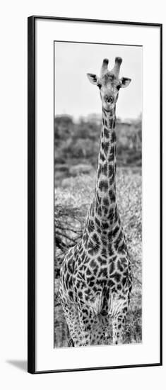 Awesome South Africa Collection Panoramic - Giraffe Portrait III B&W-Philippe Hugonnard-Framed Photographic Print