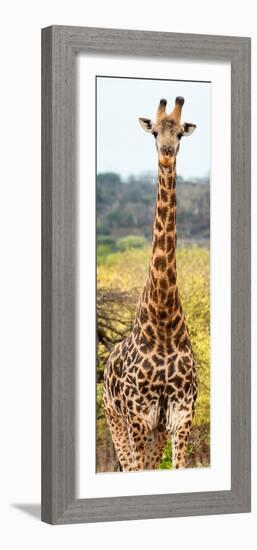 Awesome South Africa Collection Panoramic - Giraffe Portrait III-Philippe Hugonnard-Framed Photographic Print