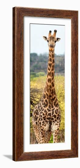 Awesome South Africa Collection Panoramic - Giraffe Portrait III-Philippe Hugonnard-Framed Photographic Print