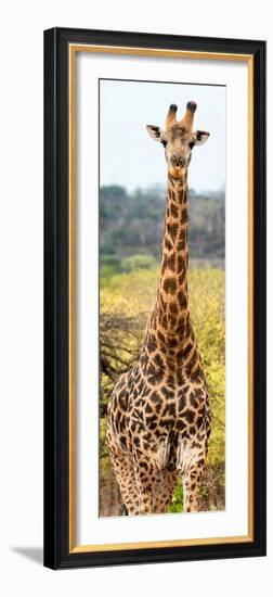 Awesome South Africa Collection Panoramic - Giraffe Portrait III-Philippe Hugonnard-Framed Photographic Print