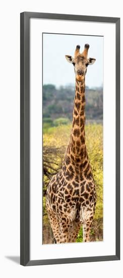 Awesome South Africa Collection Panoramic - Giraffe Portrait III-Philippe Hugonnard-Framed Photographic Print