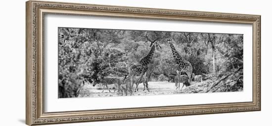 Awesome South Africa Collection Panoramic - Giraffes and Burchell's Zebra B&W-Philippe Hugonnard-Framed Photographic Print