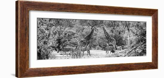 Awesome South Africa Collection Panoramic - Giraffes and Burchell's Zebra B&W-Philippe Hugonnard-Framed Photographic Print