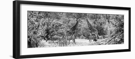 Awesome South Africa Collection Panoramic - Giraffes and Burchell's Zebra B&W-Philippe Hugonnard-Framed Photographic Print