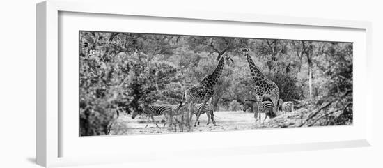 Awesome South Africa Collection Panoramic - Giraffes and Burchell's Zebra B&W-Philippe Hugonnard-Framed Photographic Print