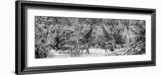 Awesome South Africa Collection Panoramic - Giraffes and Burchell's Zebra B&W-Philippe Hugonnard-Framed Photographic Print