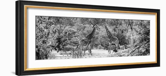 Awesome South Africa Collection Panoramic - Giraffes and Burchell's Zebra B&W-Philippe Hugonnard-Framed Photographic Print